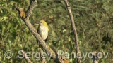 Video of Golden oriole - Golden oriole on the top of the tree near to its nest